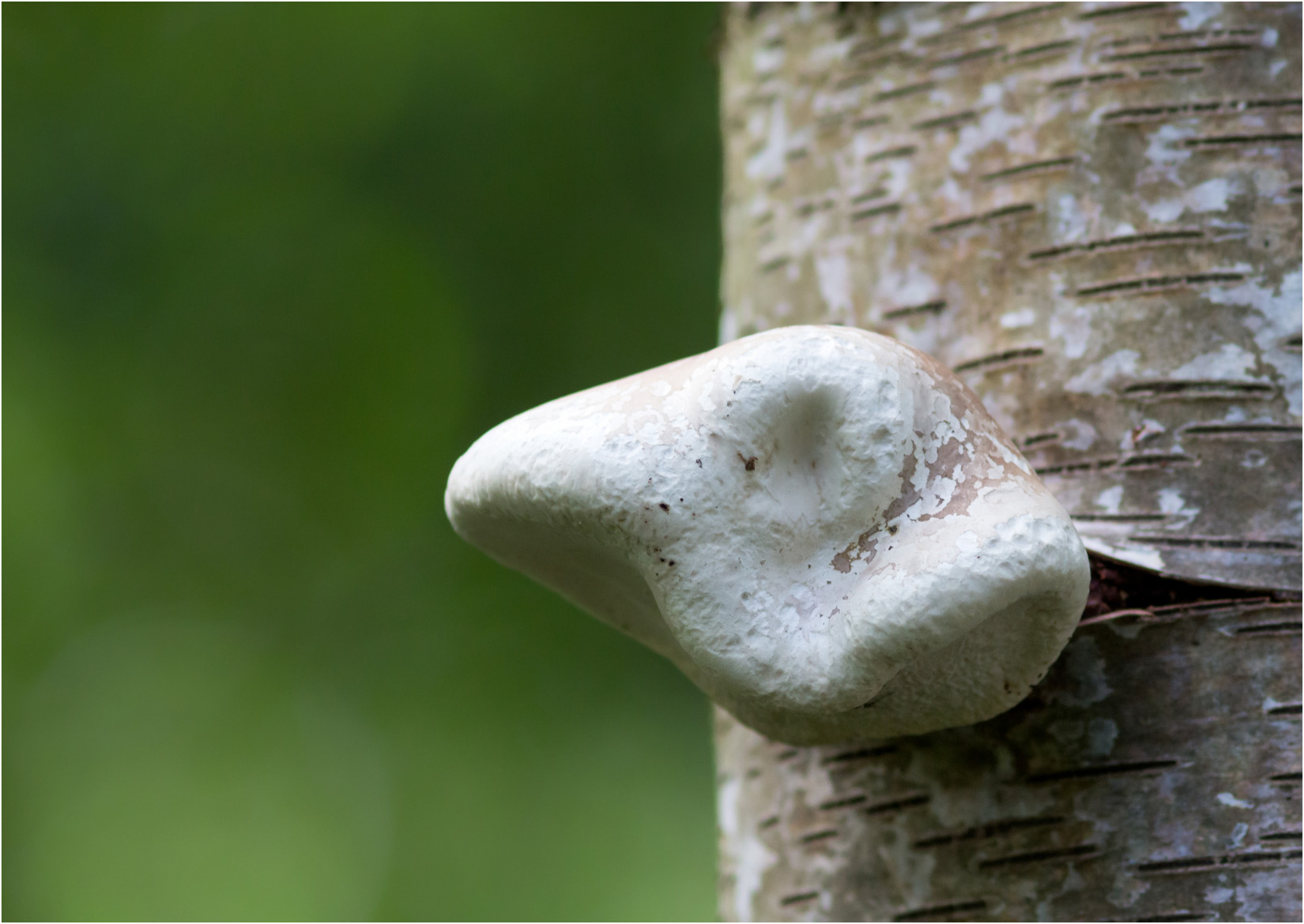 Tree Fungus
