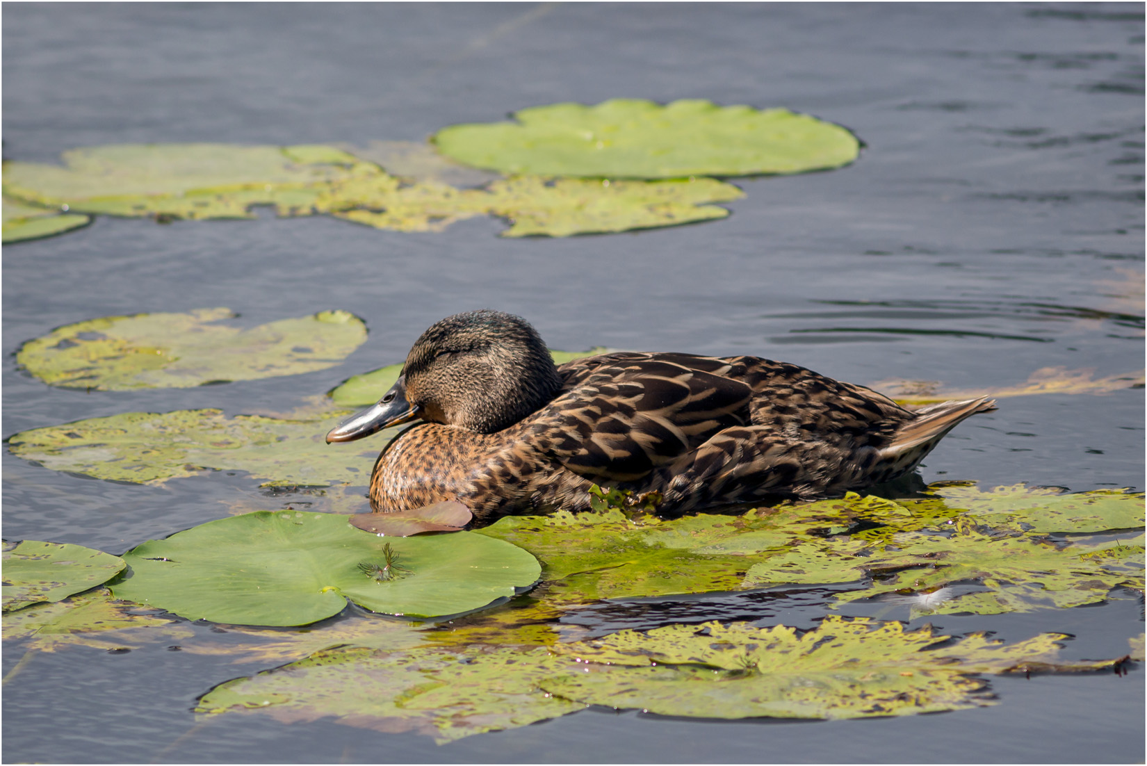 Let Sleeping Ducks Lie