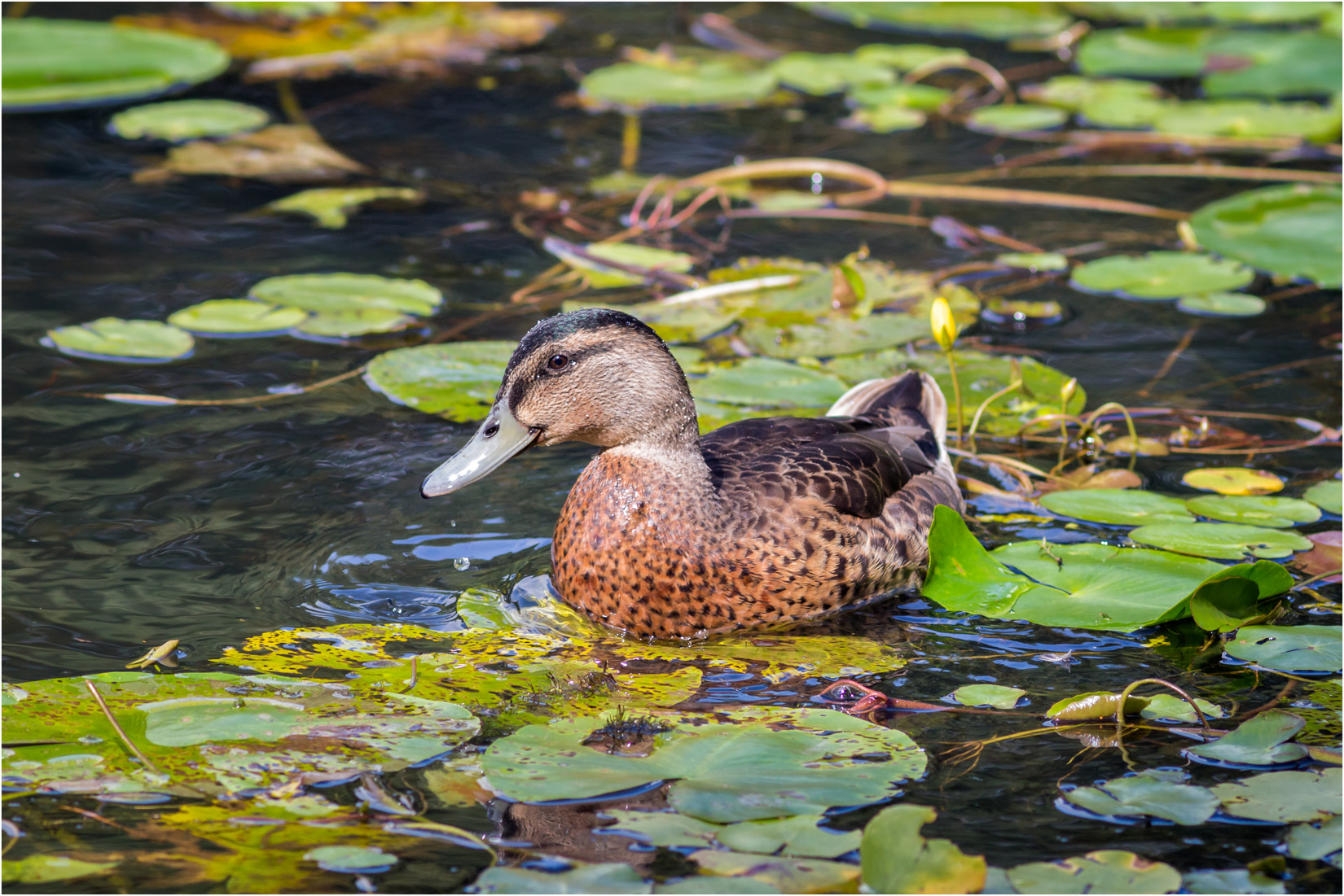 Female Mallard