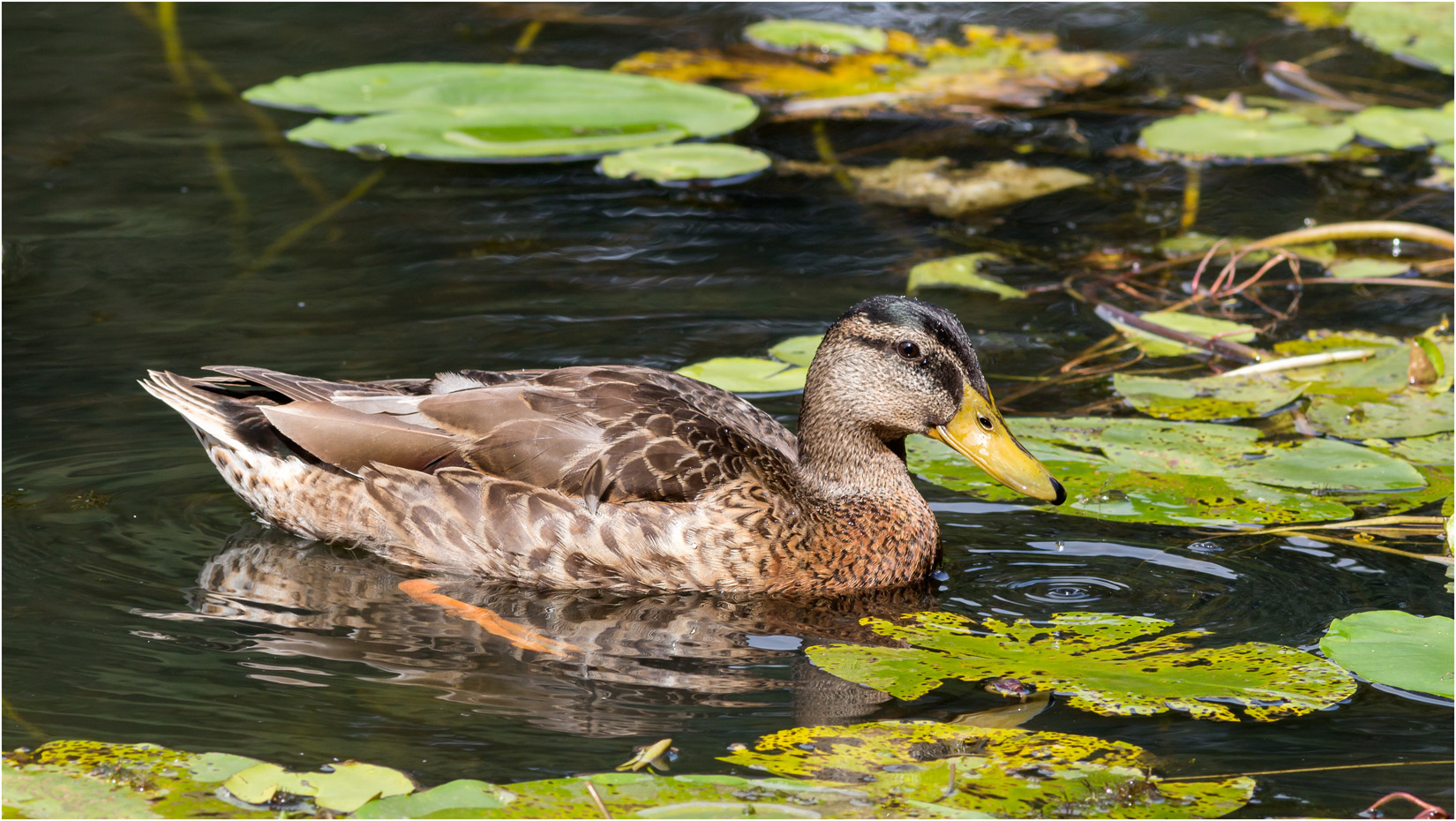 Female Mallard