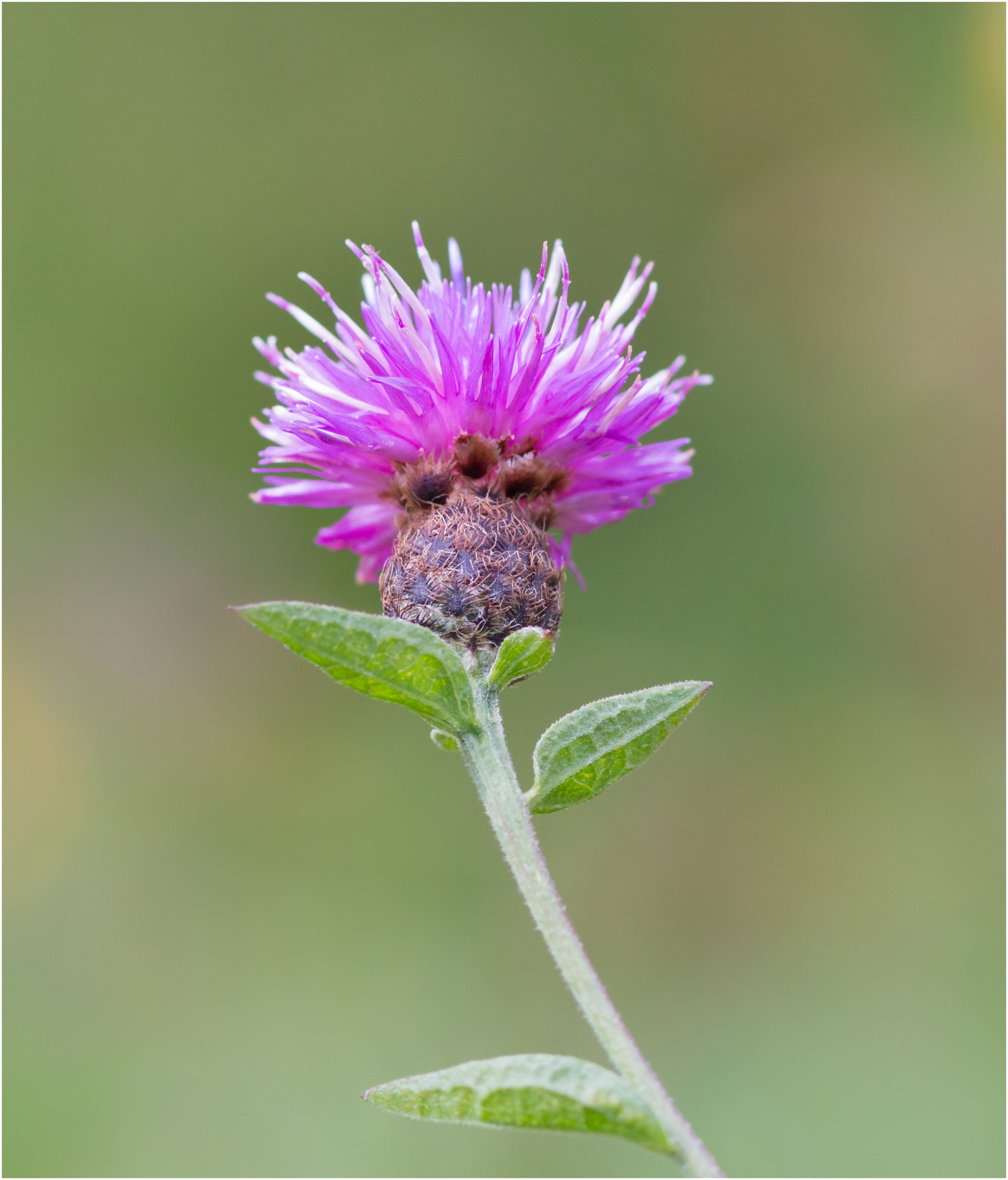 Thistle