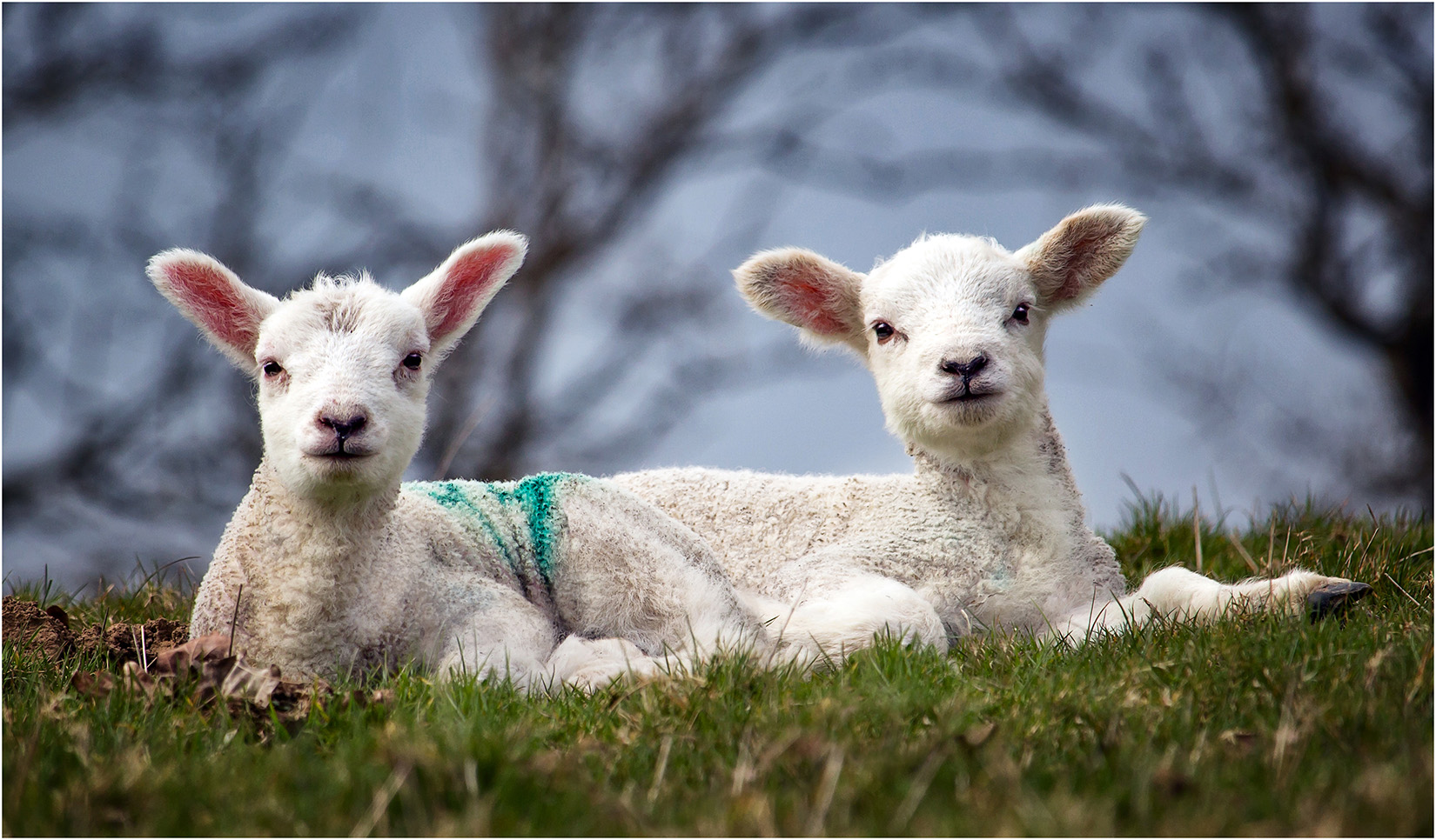 Spring Lambs Near Abbeystead