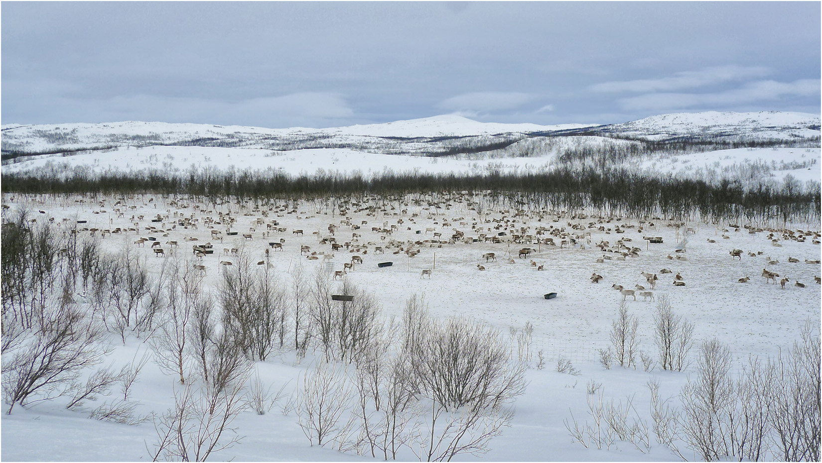 Reindeer Herd