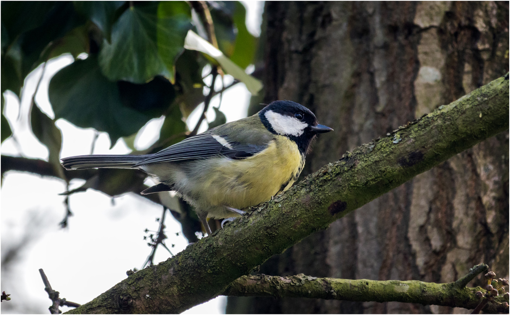 Great Tit