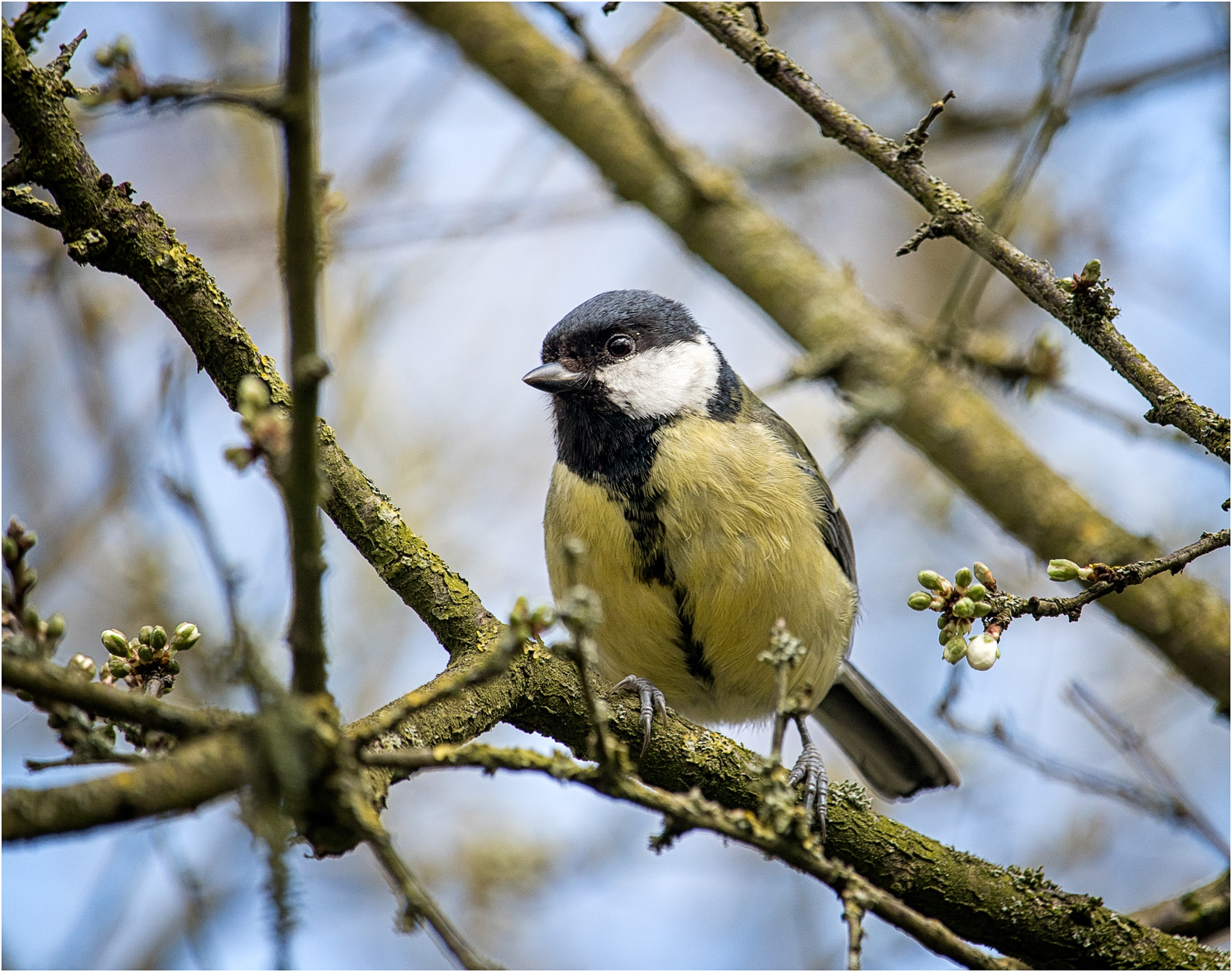 Great Tit