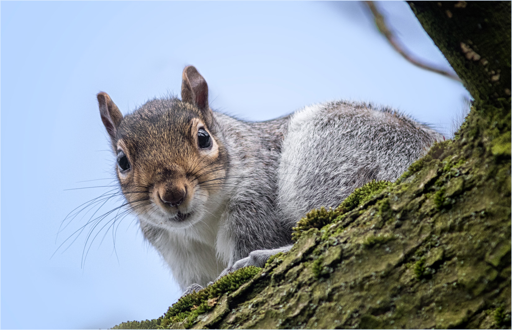 Grey Squirrel