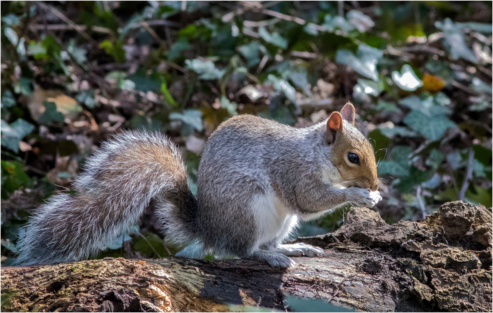 Grey Squirrel