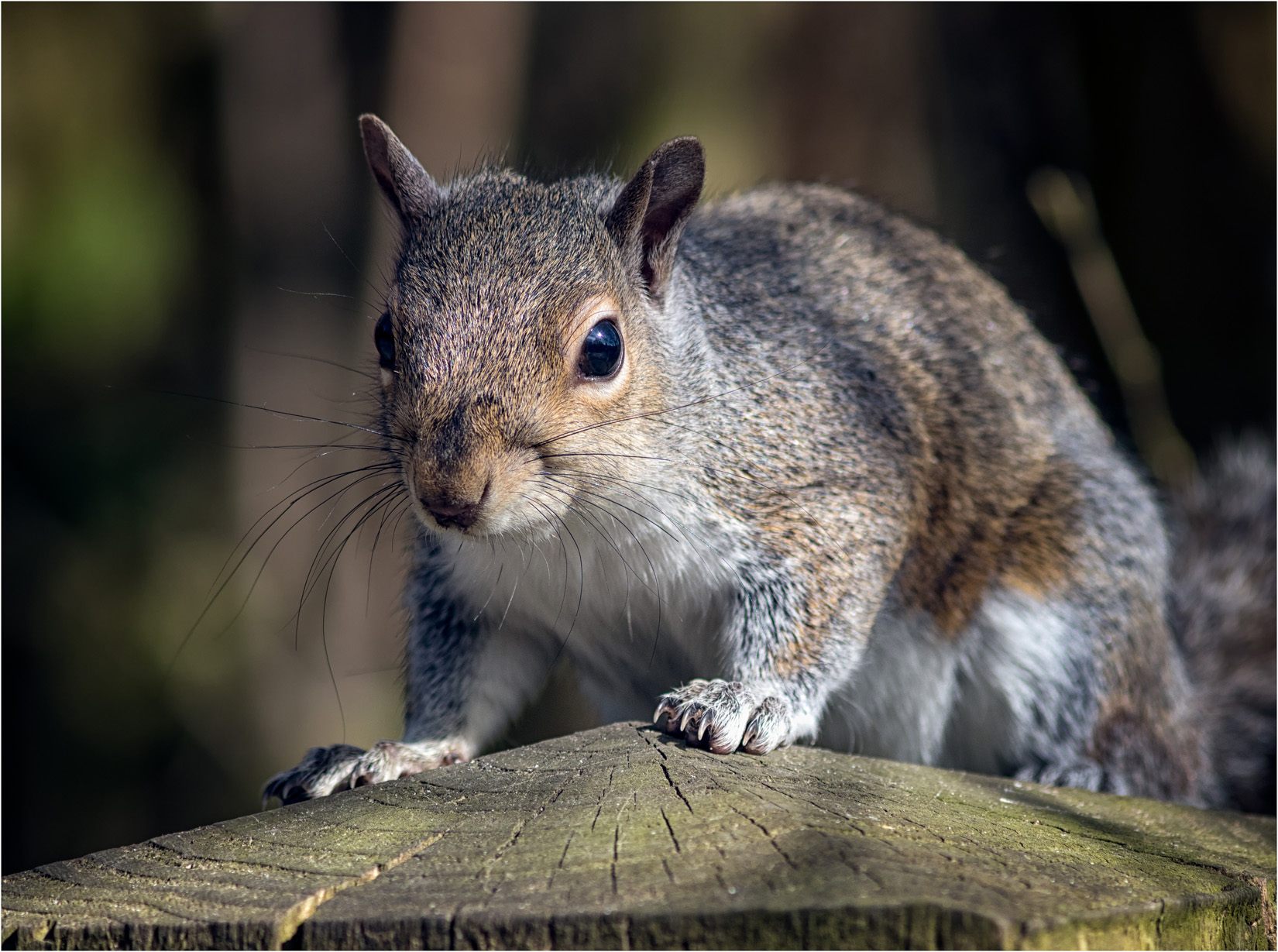 Grey Squirrel