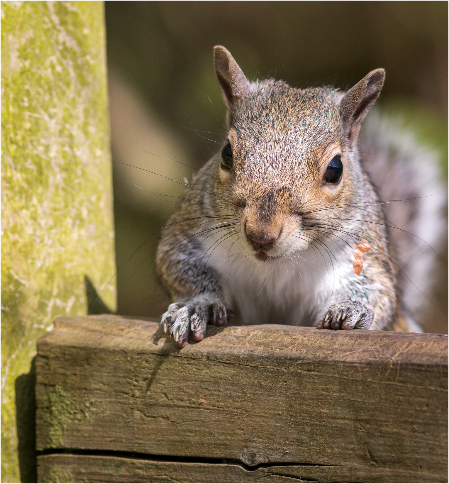 Grey Squirrel