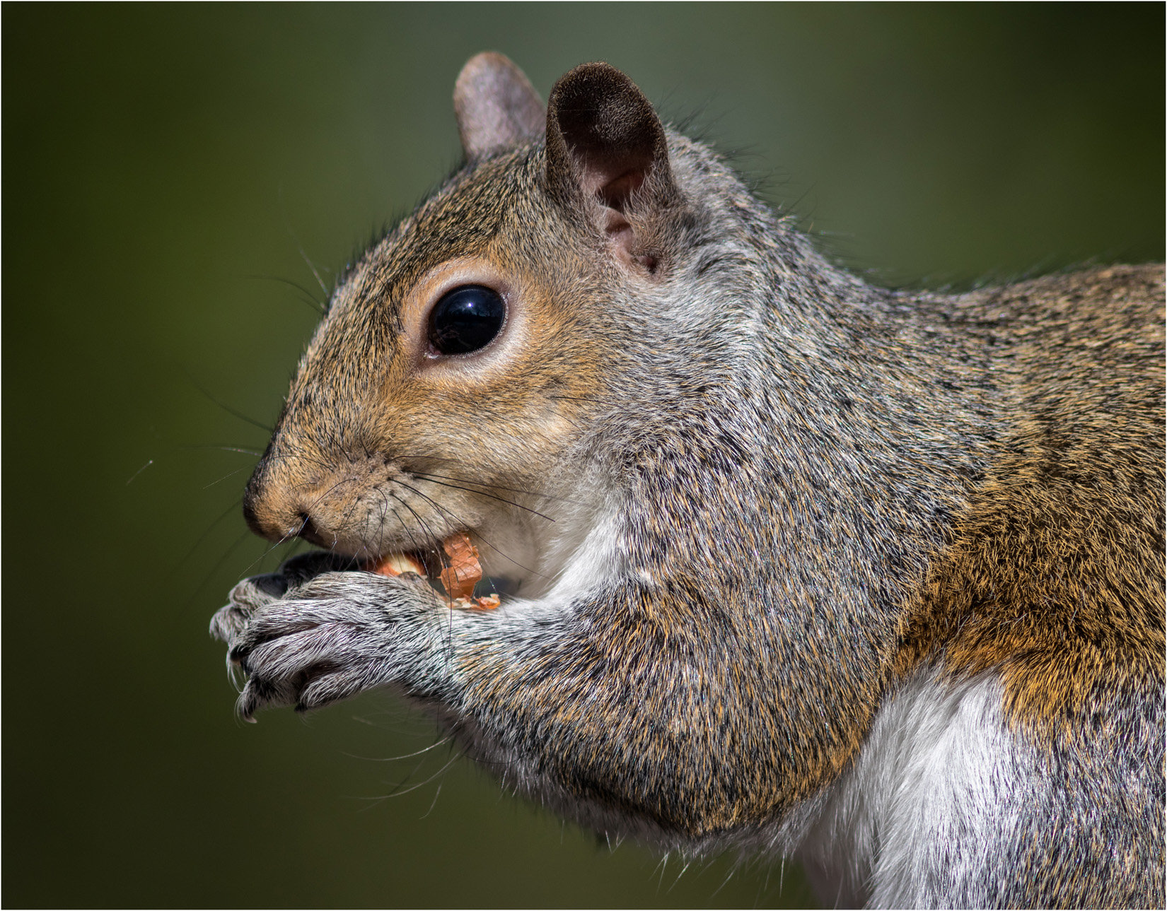 Grey Squirrel