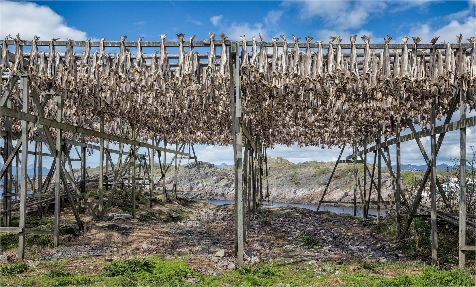 Drying Stockfish