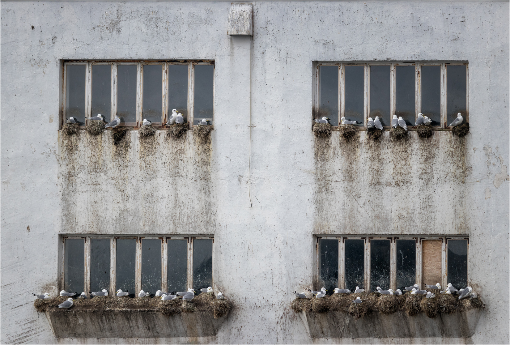 Nesting Kittiwakes