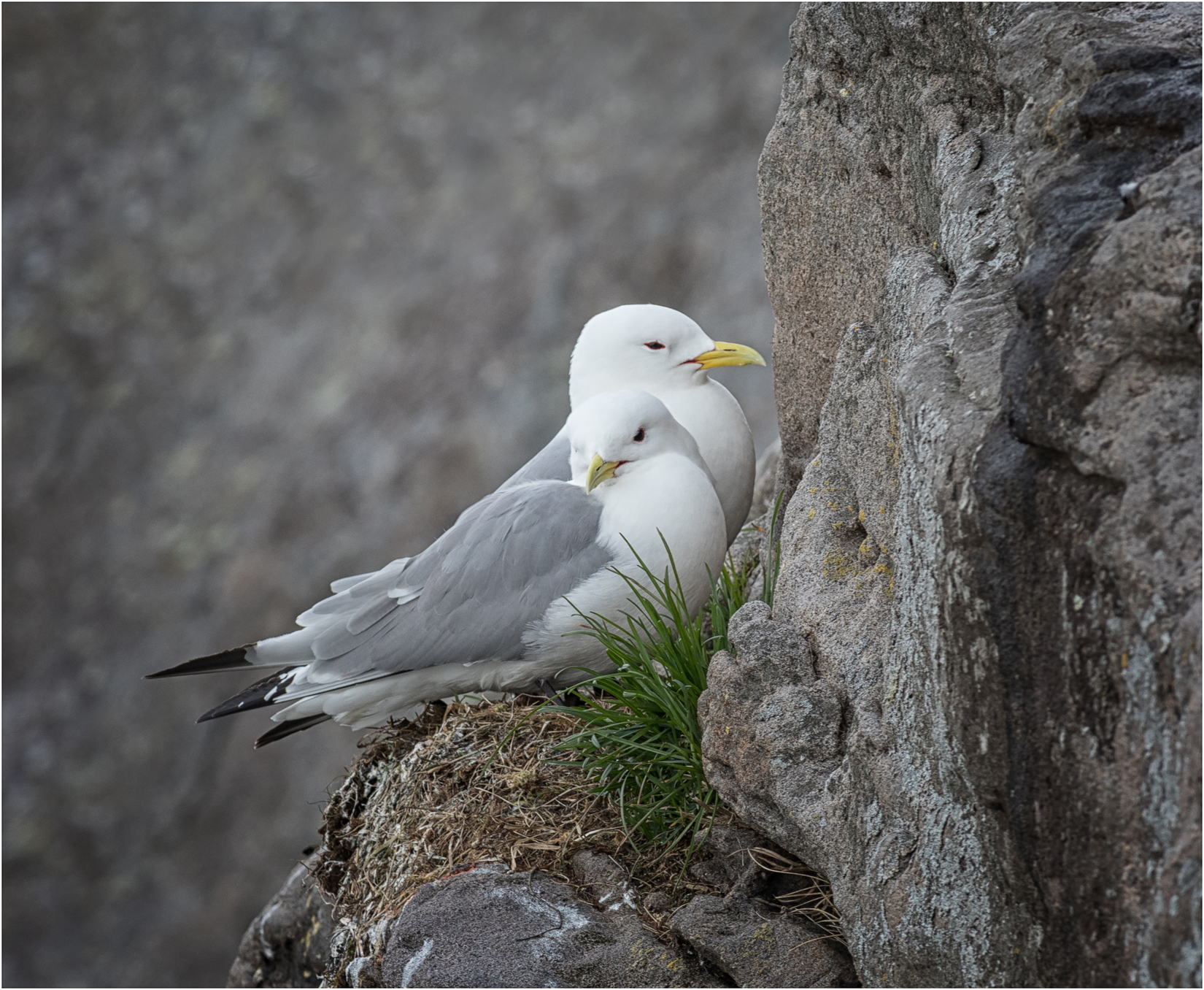 Nesting Kittiwakes