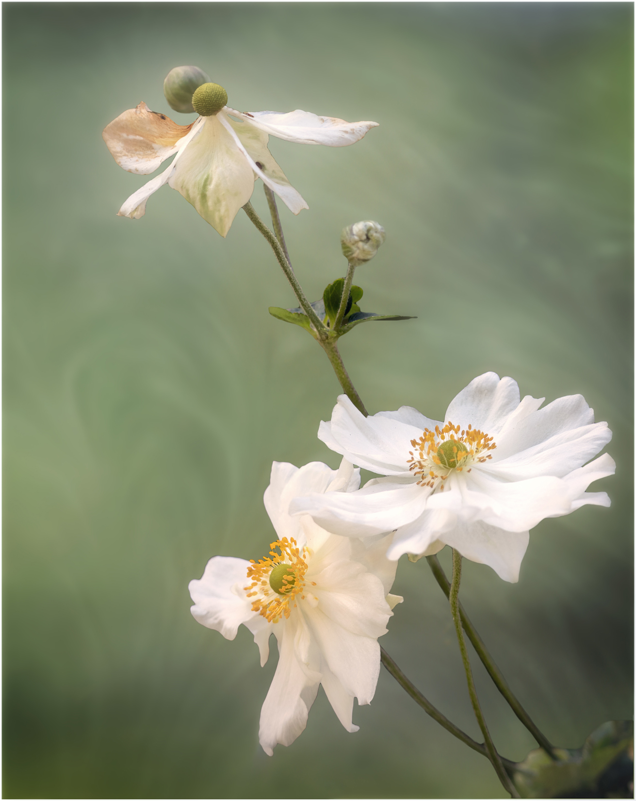 Anemones at Dunham Massey