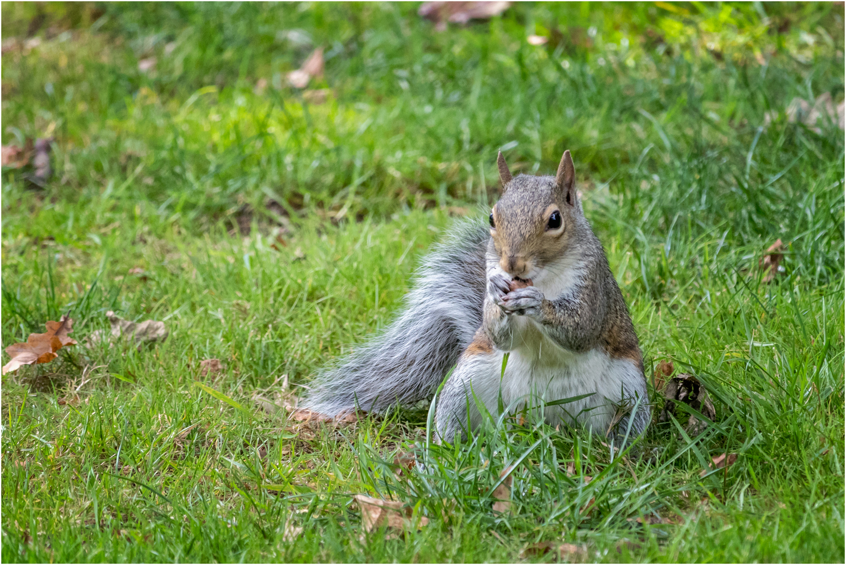 Grey Squirrel at Dunham Massey