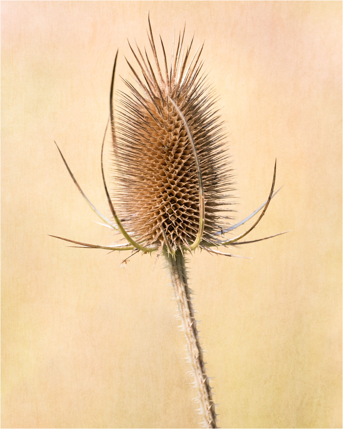 Teasle at Dunham Massey