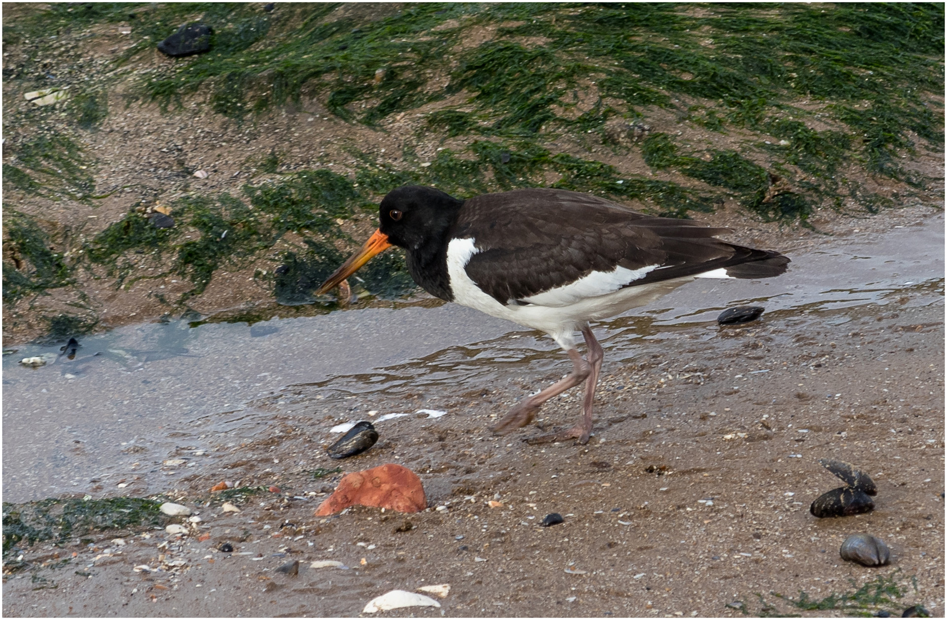 Oystercatcher