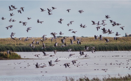 Greylag Geese In Flight