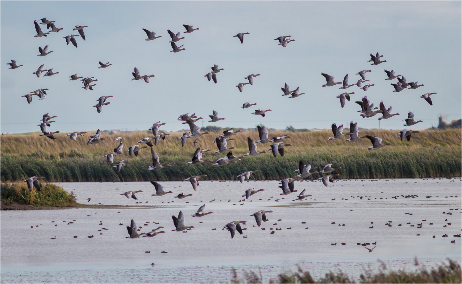 Greylag Geese In Flight