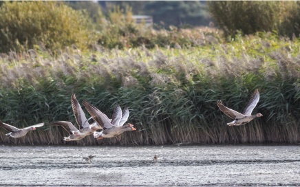 Greylag Geese Taking Off