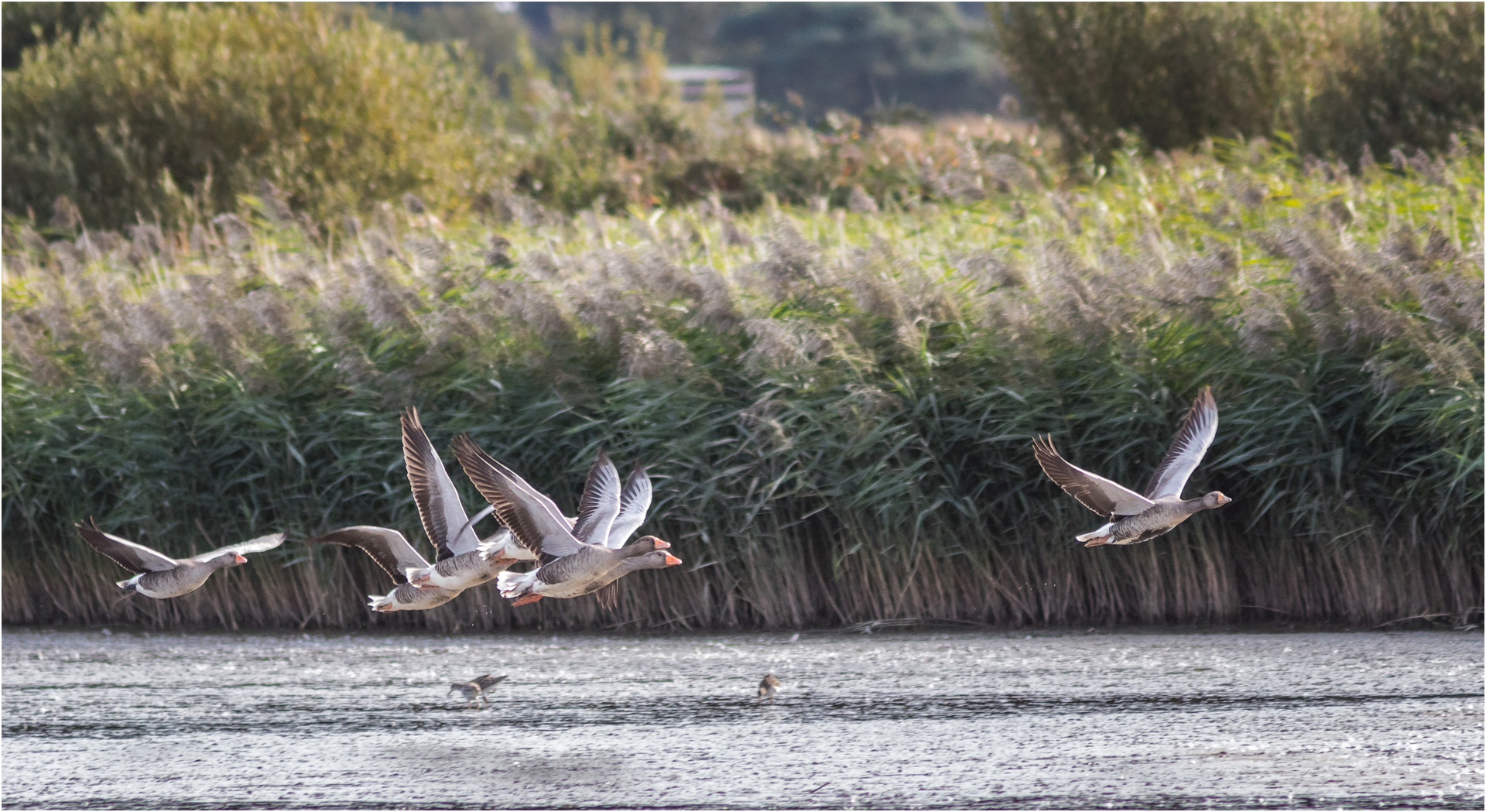 Greylag Geese Taking Off