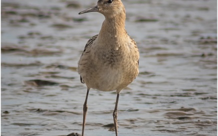 Female Ruff