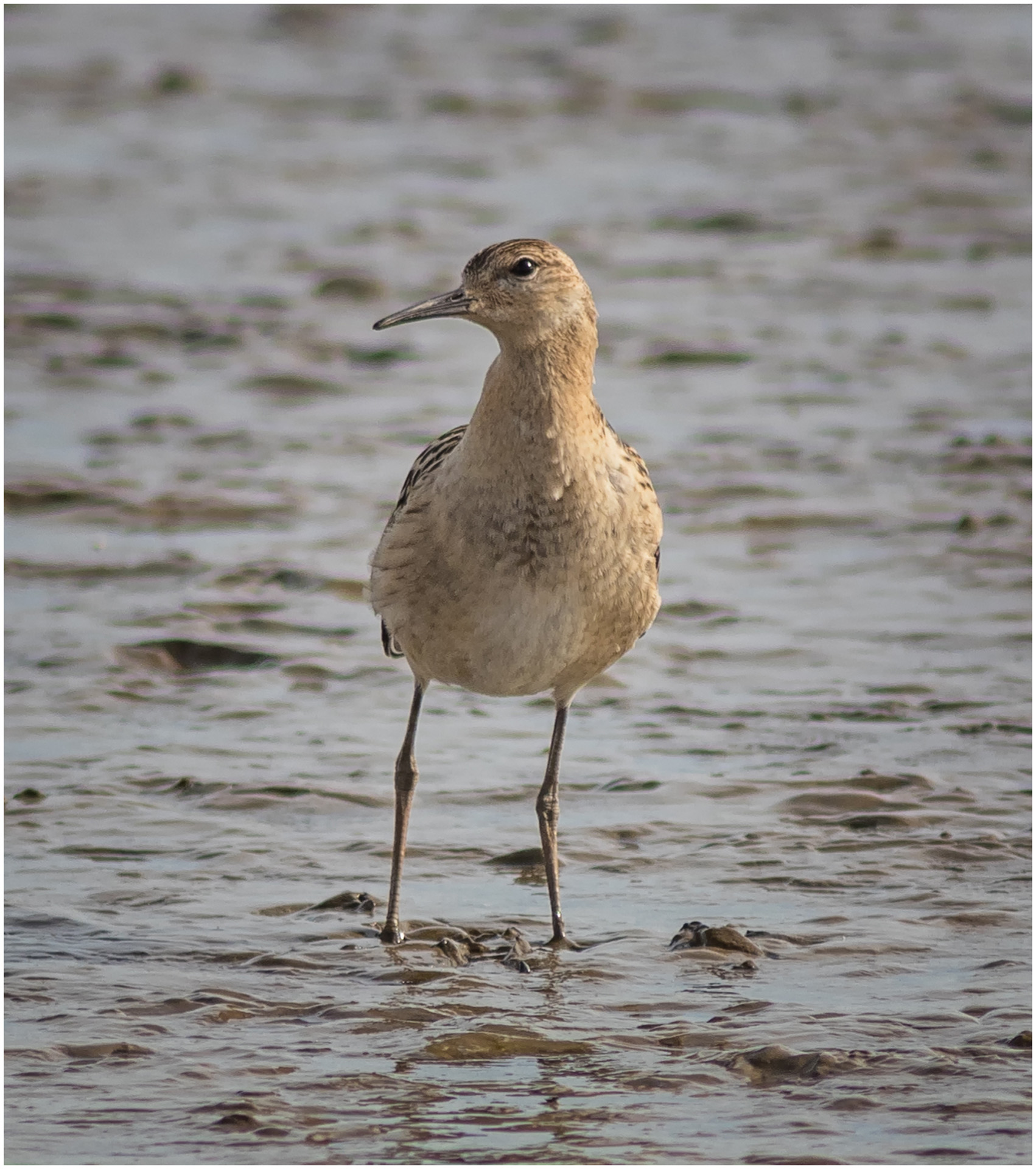 Female Ruff