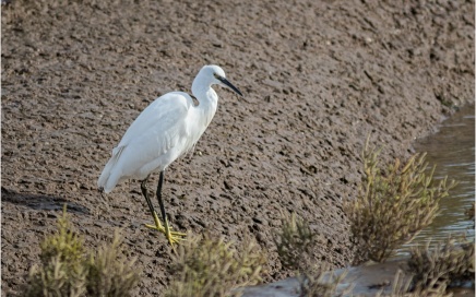 Little Egret