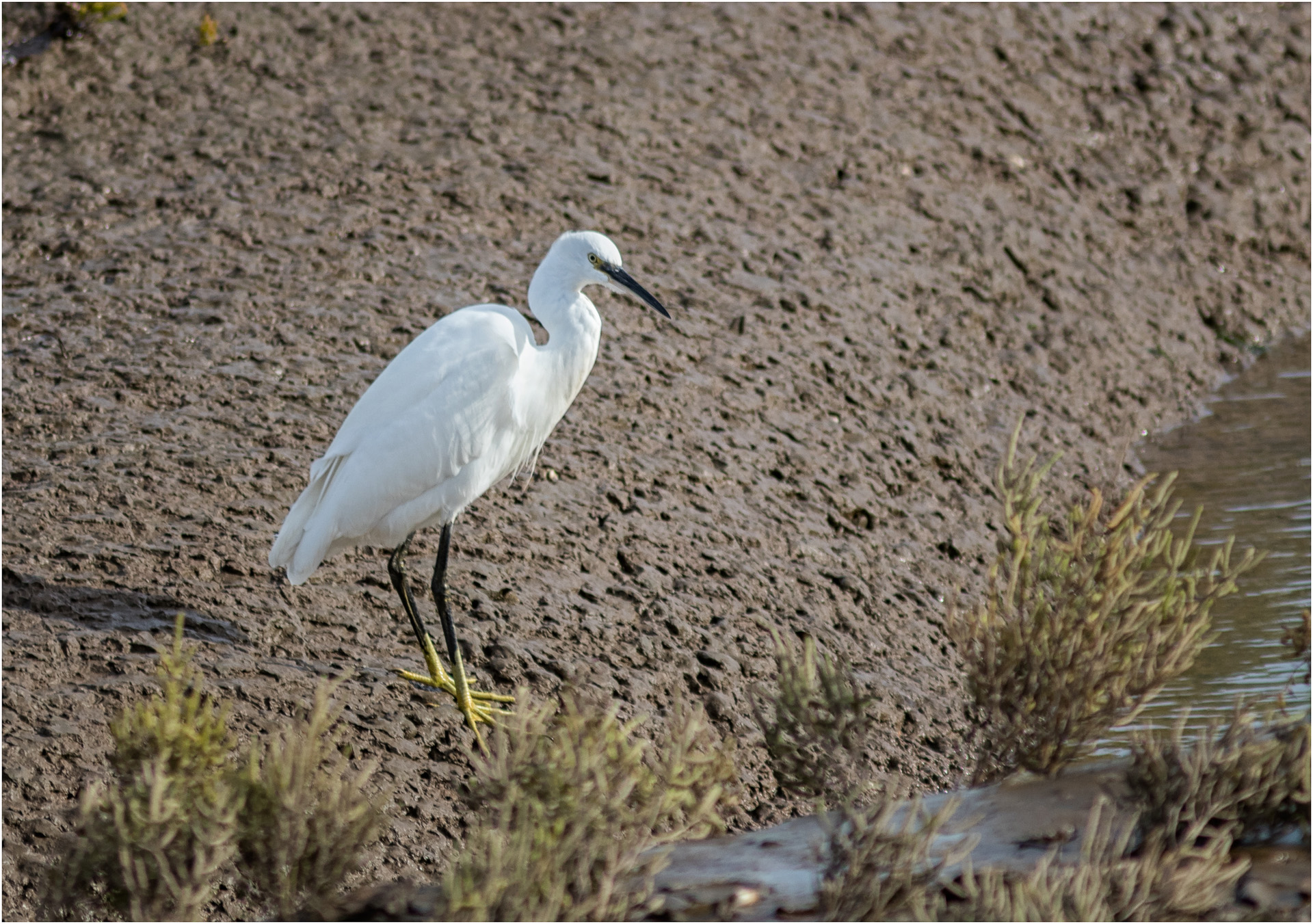 Little Egret