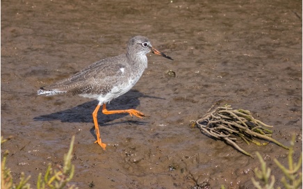 Redshank