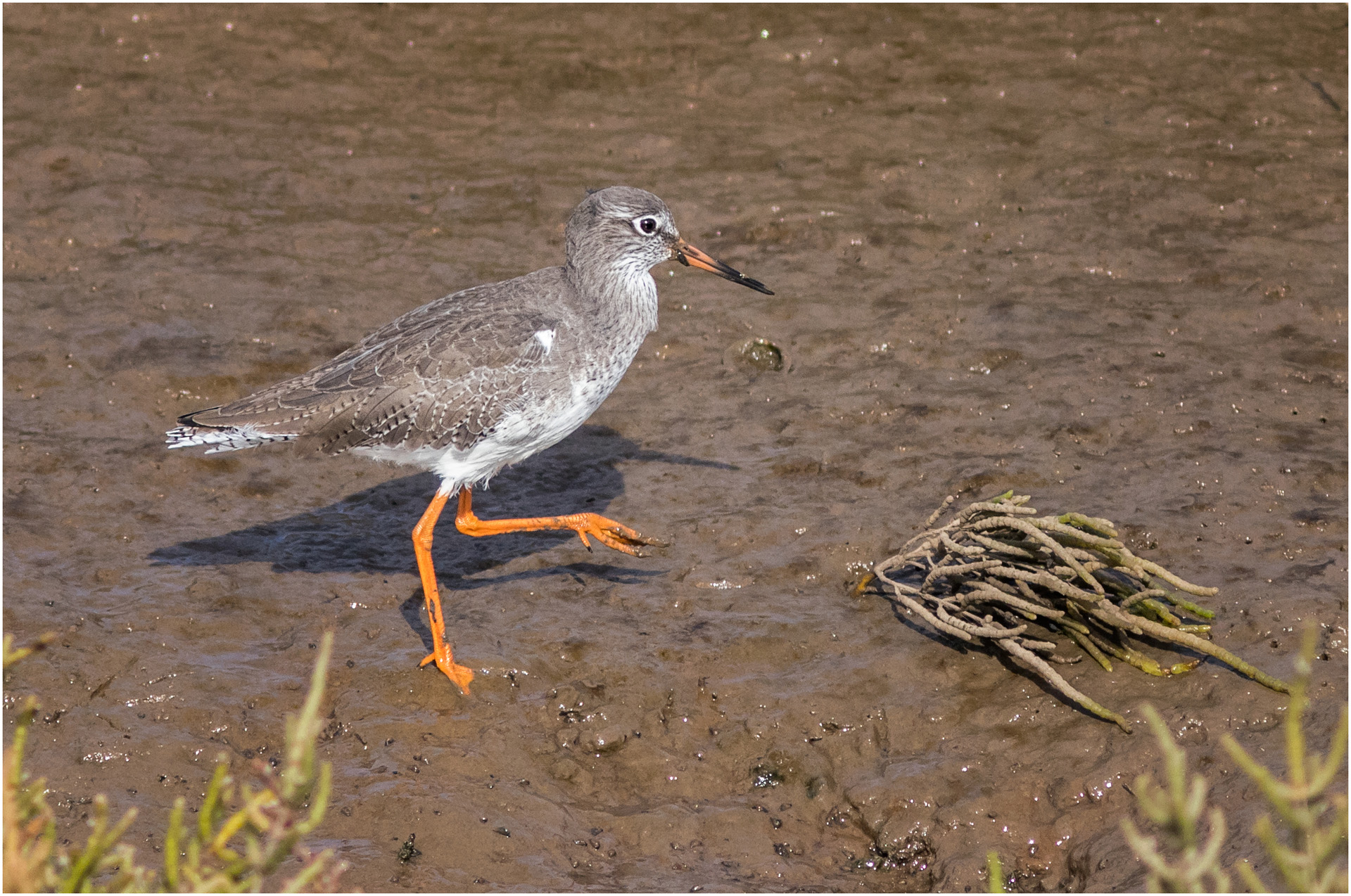 Redshank