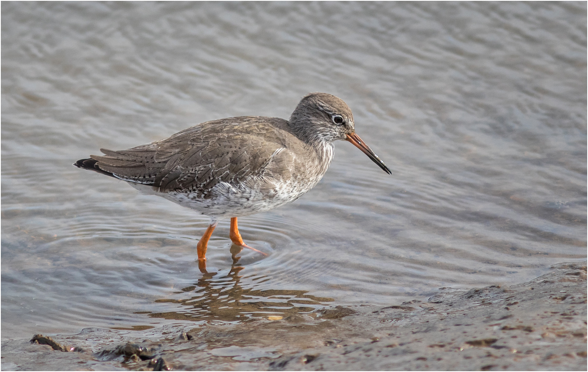 Redshank