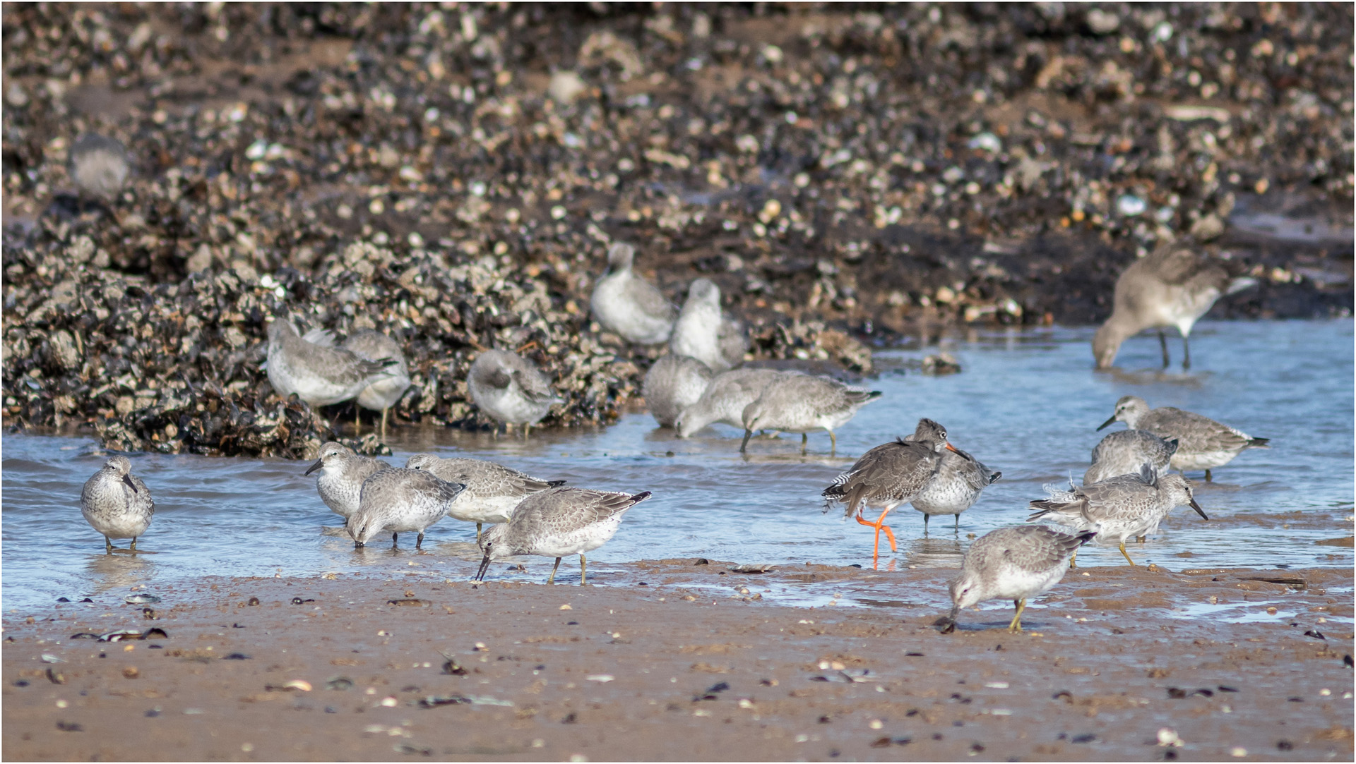 Sanderling Feeding