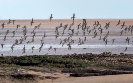Sanderling In Flight