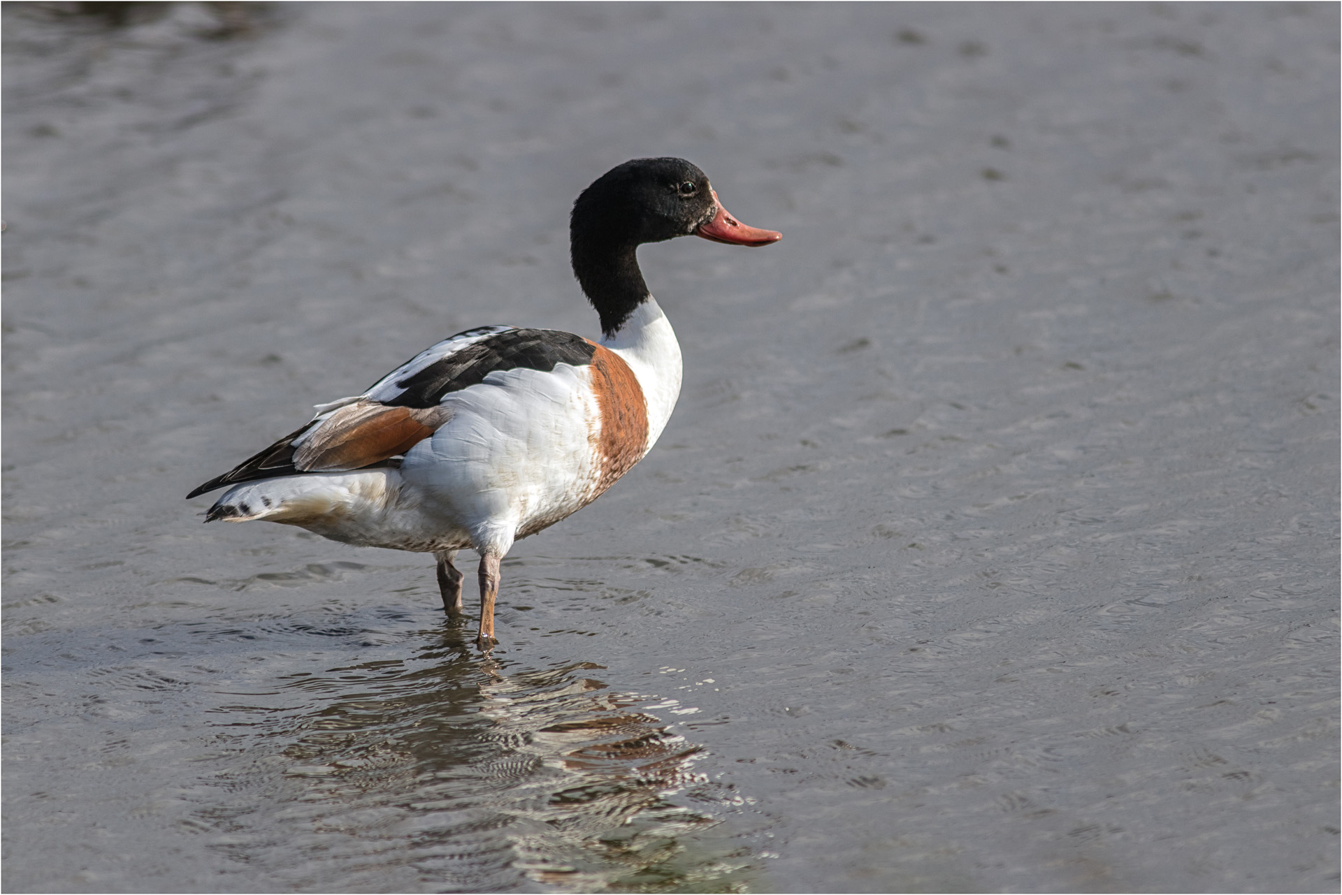 Shellduck