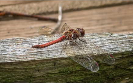 Common Darter