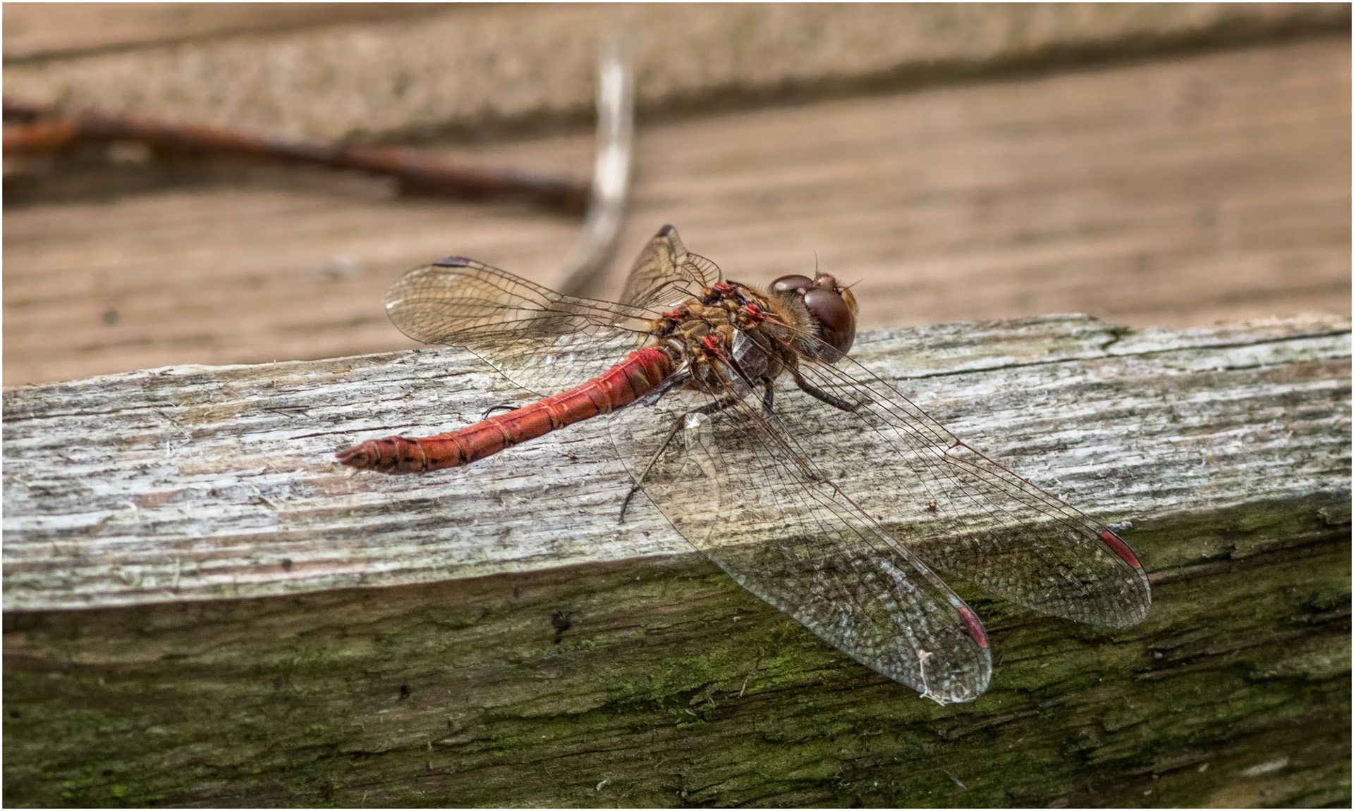 Common Darter