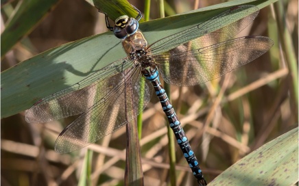 Migrant Hawker