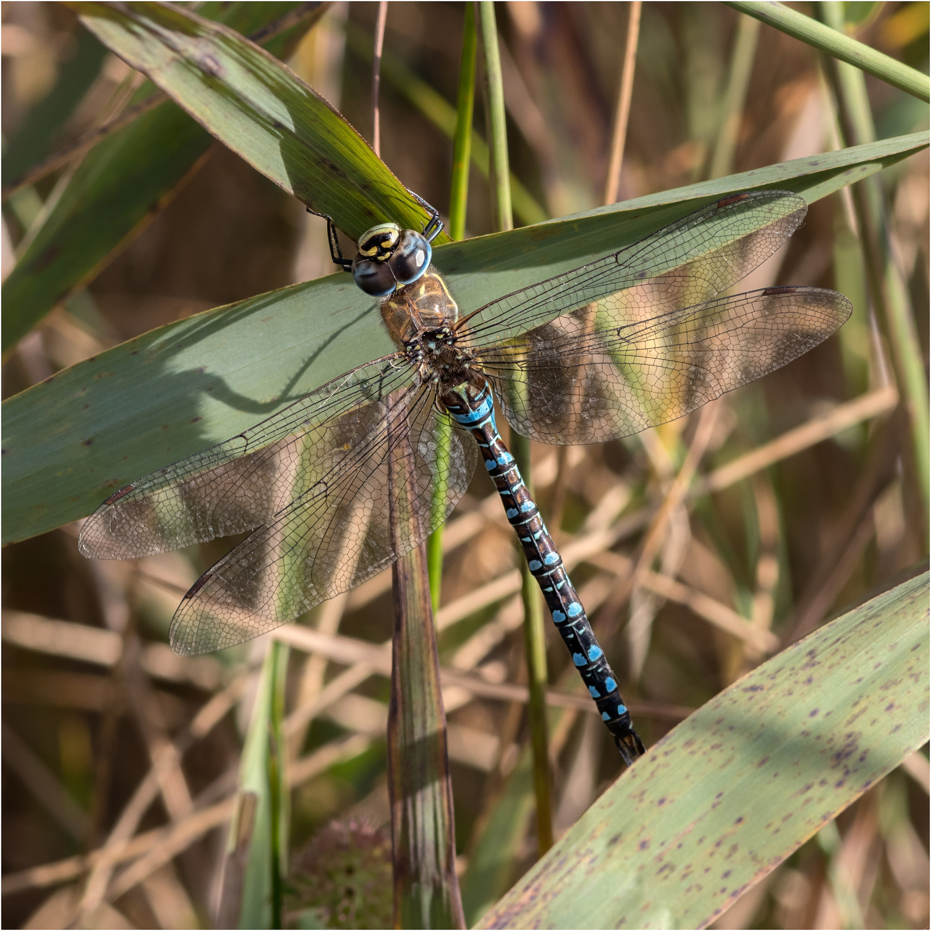 Migrant Hawker