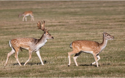 Falllow Deer