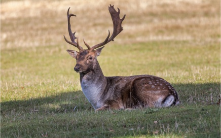 Resting Fallow Stag