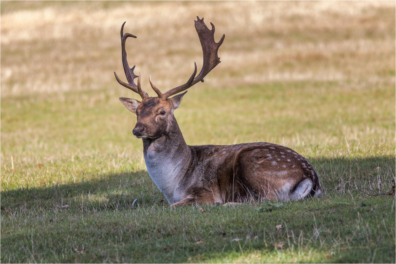 Resting Fallow Stag