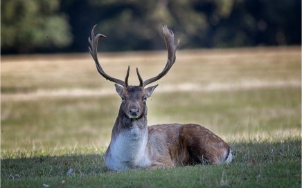 Resting Fallow Stag