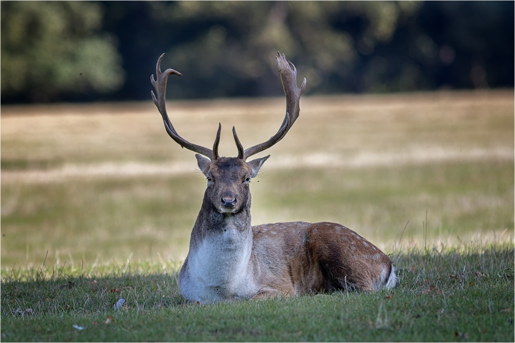 Resting Fallow Stag