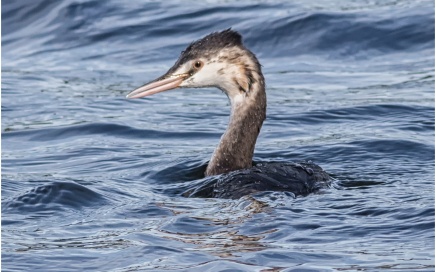 Great Crested Grebe