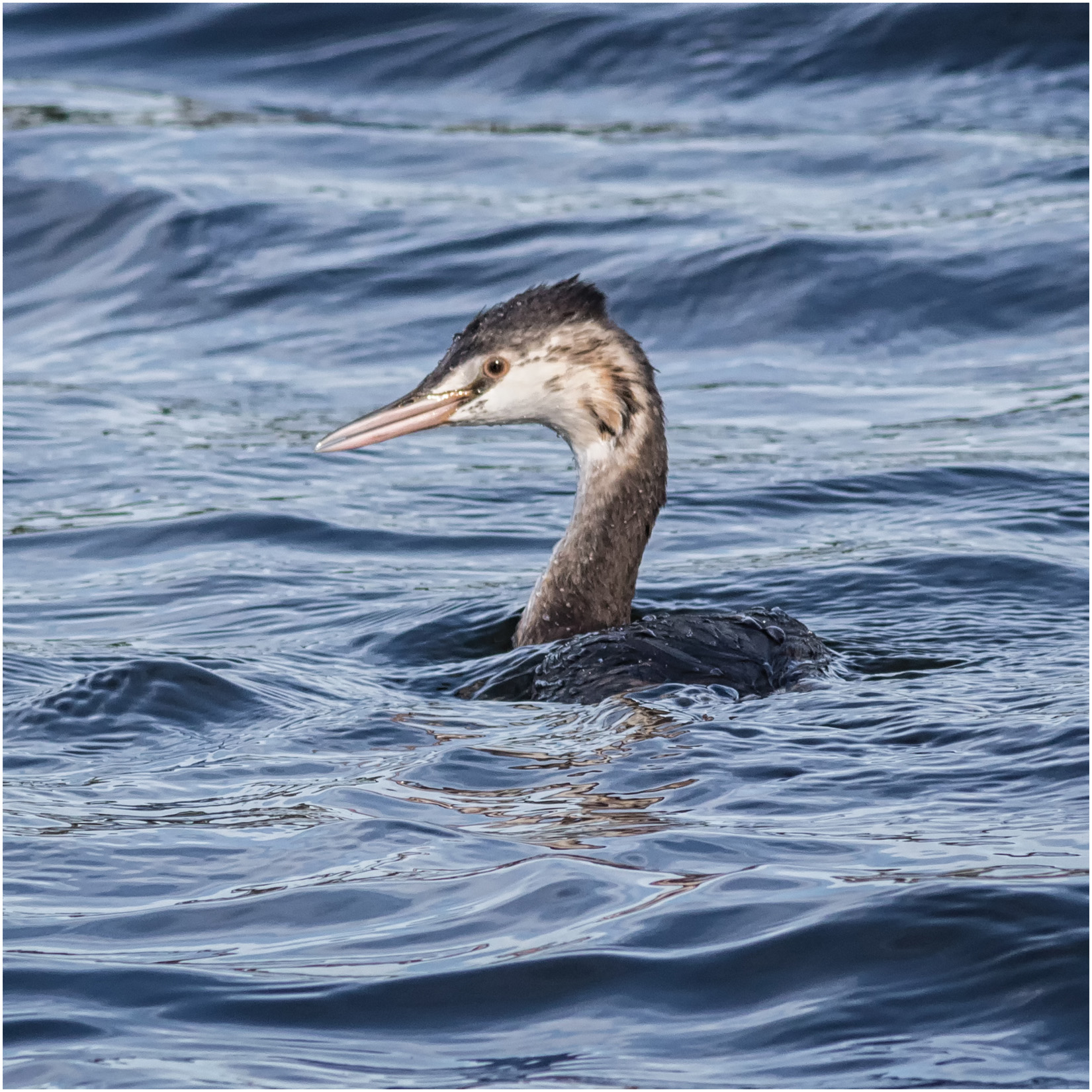 Great Crested Grebe