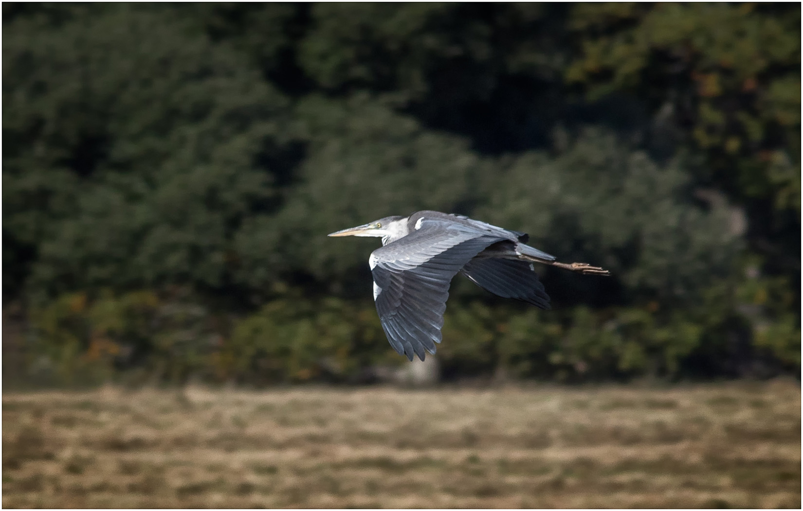 Grey Heron In Flight