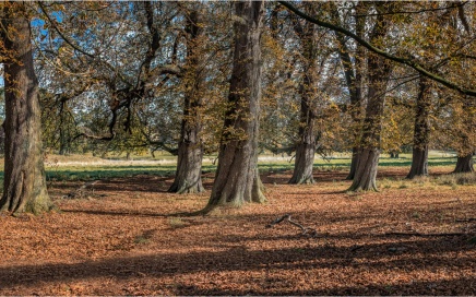 Woodlands at Holkham