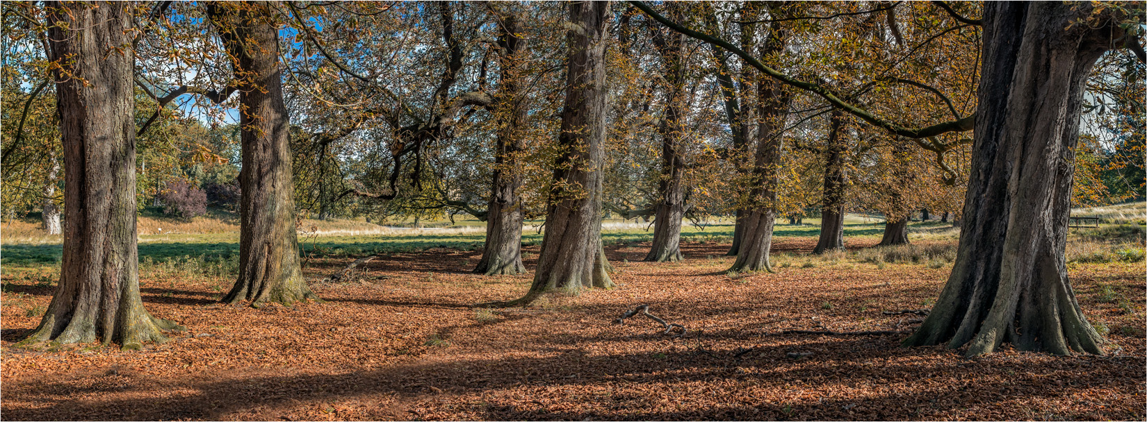 Woodlands at Holkham