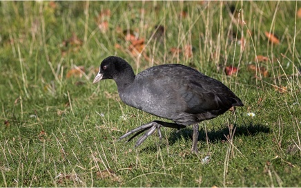 Moorhen